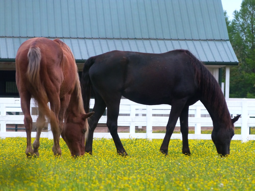 black horse eating grass during daytime