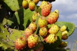 A vibrant display of Nochtli beverage with prickly pear.