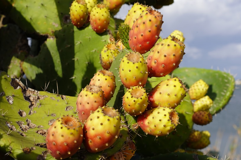 Brightly colored prickly pear fruits attached to large green cactus pads marked with thorns. The fruits are a vibrant mix of yellow, orange, and red, with a bumpy texture and small spines. The background shows more cactus pads with a hint of a blue sky.