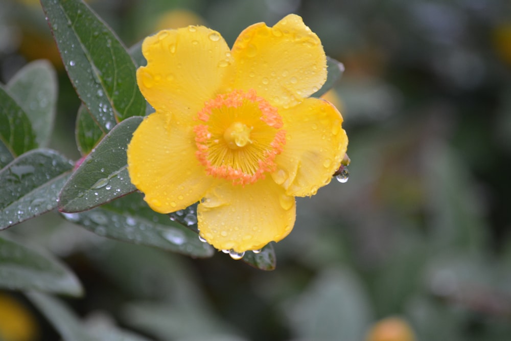 gelbe Blume mit Wassertröpfchen