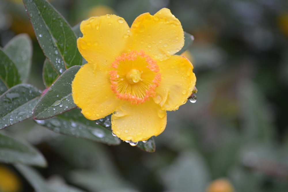 yellow flower with water droplets