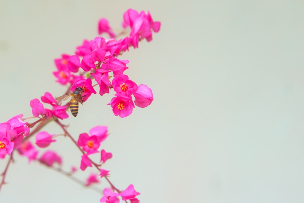 pink cherry blossom in close up photography