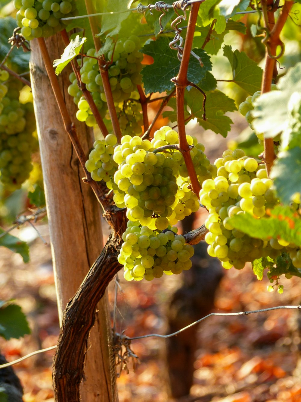 green grapes on brown tree branch during daytime