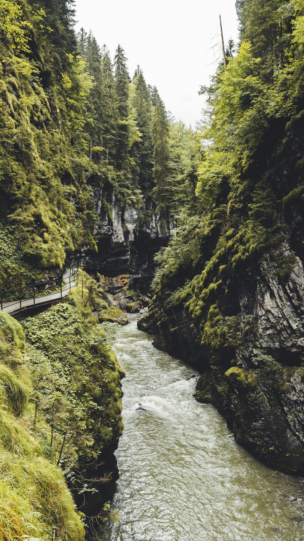 river between green trees during daytime