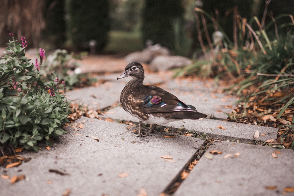 black and white bird on gray concrete floor during daytime