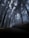 A lone person walks down a dark road surrounded by tall, looming trees enveloped in a thick fog, creating a mysterious and almost eerie atmosphere.
