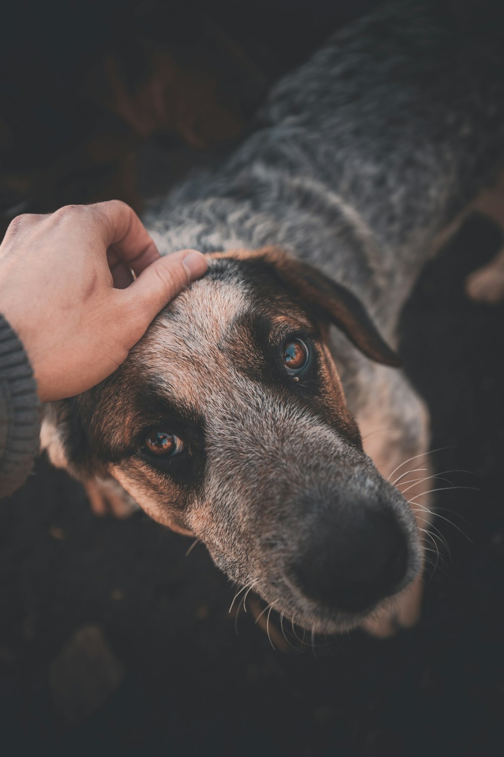 Persona sosteniendo un perro de pelo corto blanco y negro