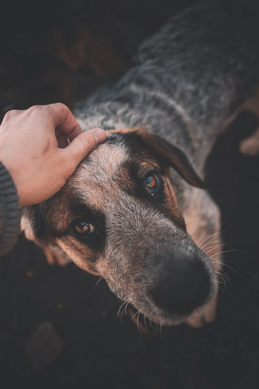 A person gently petting a rescued dog