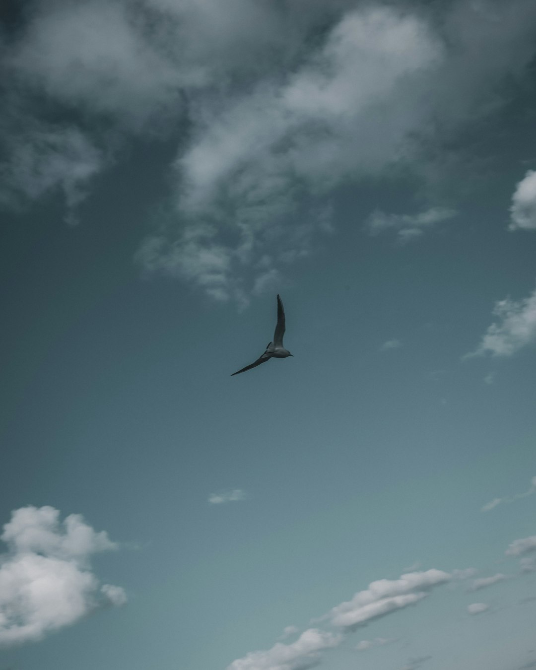 black bird flying under blue sky during daytime