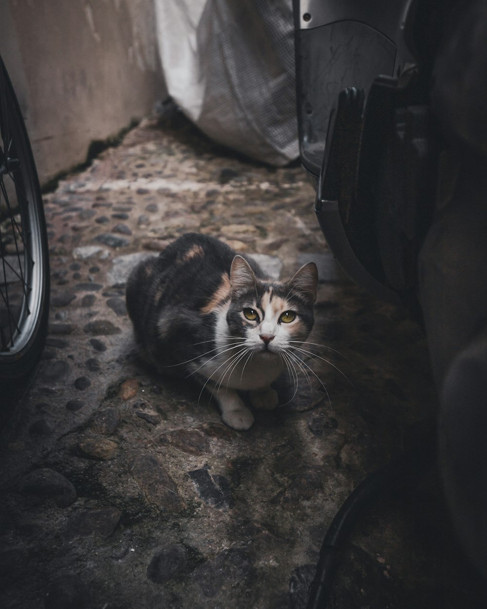 black and white cat on black concrete floor