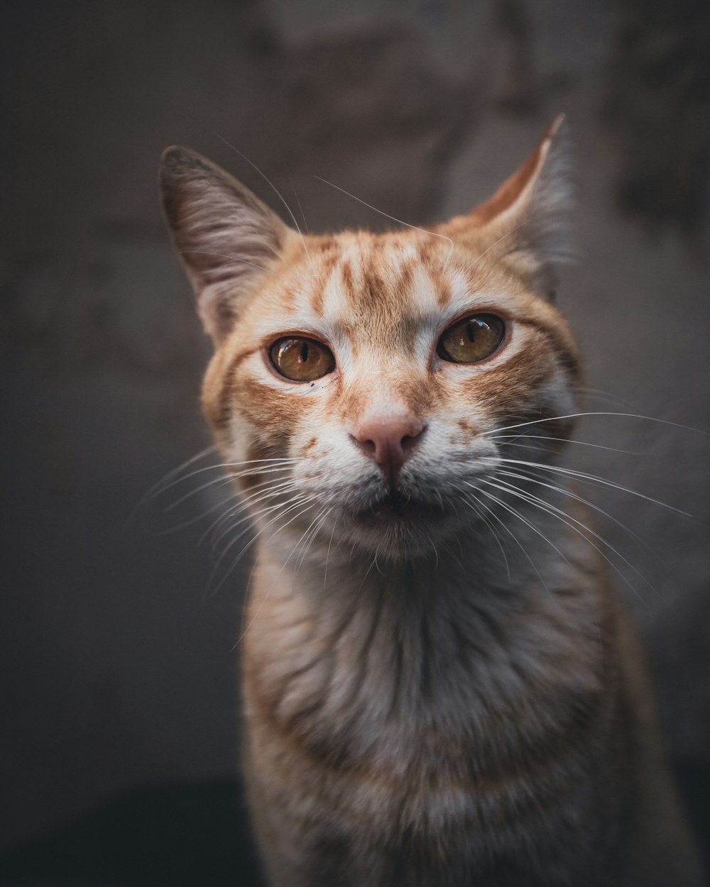 orange tabby cat in black background