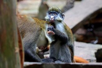 A small monkey with dark fur, a light face, and large expressive eyes sits closely to another monkey, appearing to lean on it for comfort. The surroundings suggest a natural or zoo-like habitat with wooden structures.