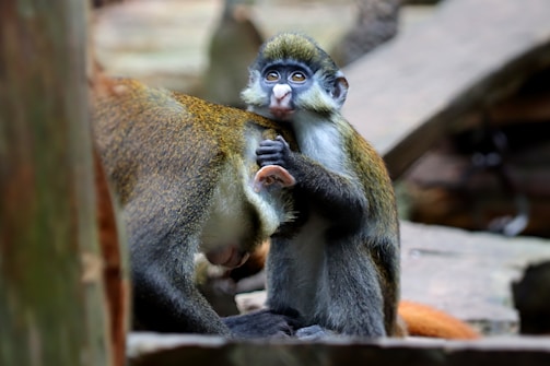 A small monkey with dark fur, a light face, and large expressive eyes sits closely to another monkey, appearing to lean on it for comfort. The surroundings suggest a natural or zoo-like habitat with wooden structures.