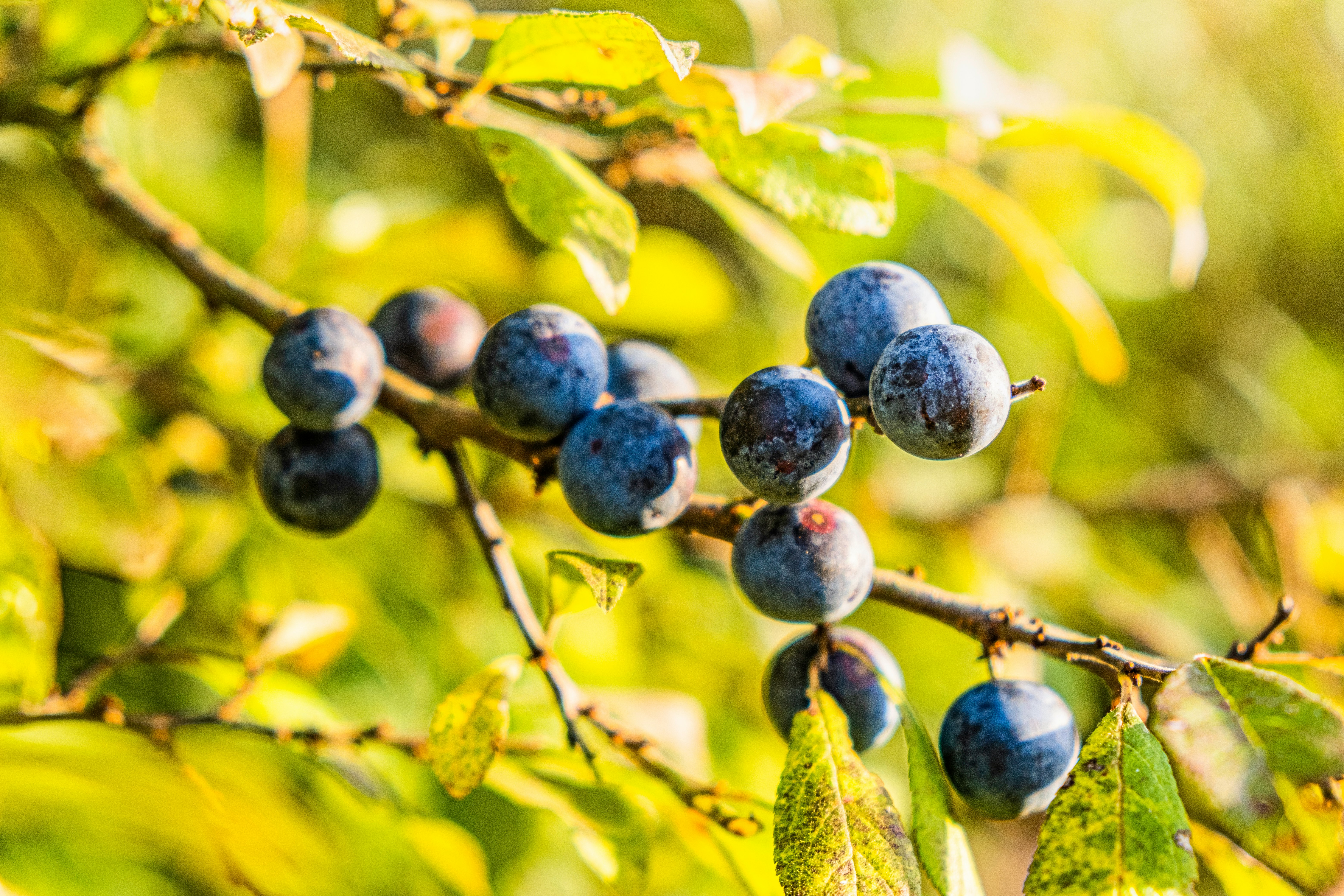 blue berries on green leaves during daytime