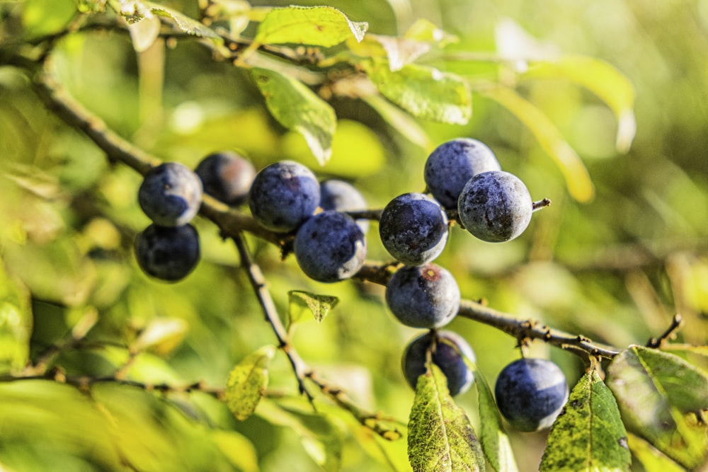 blaue Beeren auf grünen Blättern tagsüber