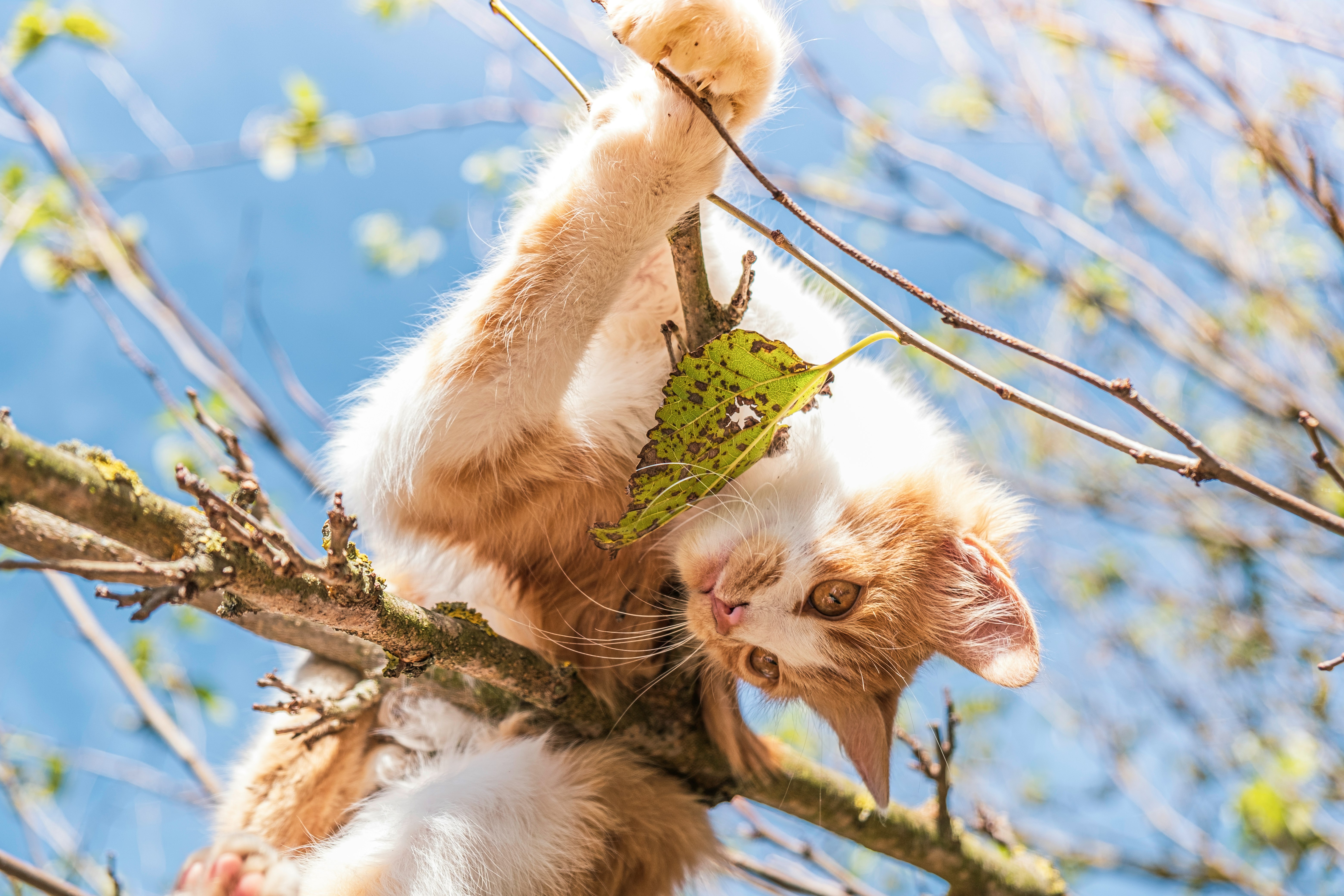 orange tabby cat on brown tree branch during daytime