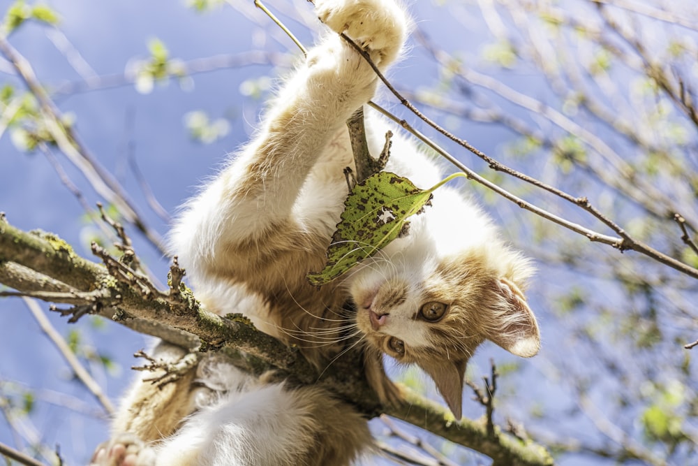 日中の茶色の木の枝にいるオレンジ色のぶち猫