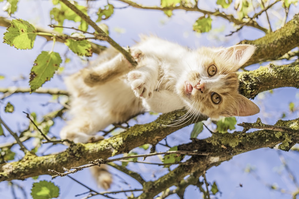 white and brown cat on tree branch