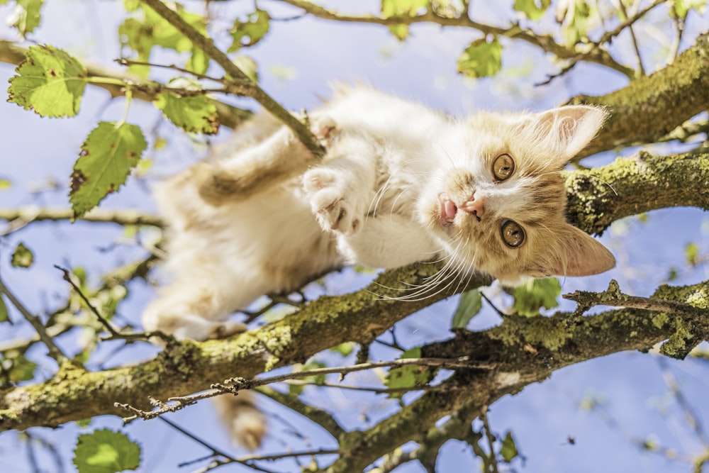 gato branco e marrom no galho da árvore