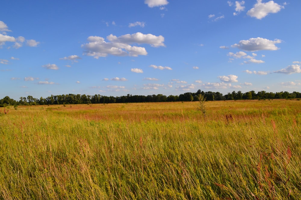 green grass field under blue sky and white clouds during daytime