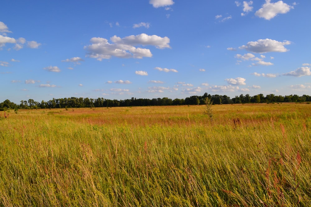 campo de grama verde sob céu azul e nuvens brancas durante o dia