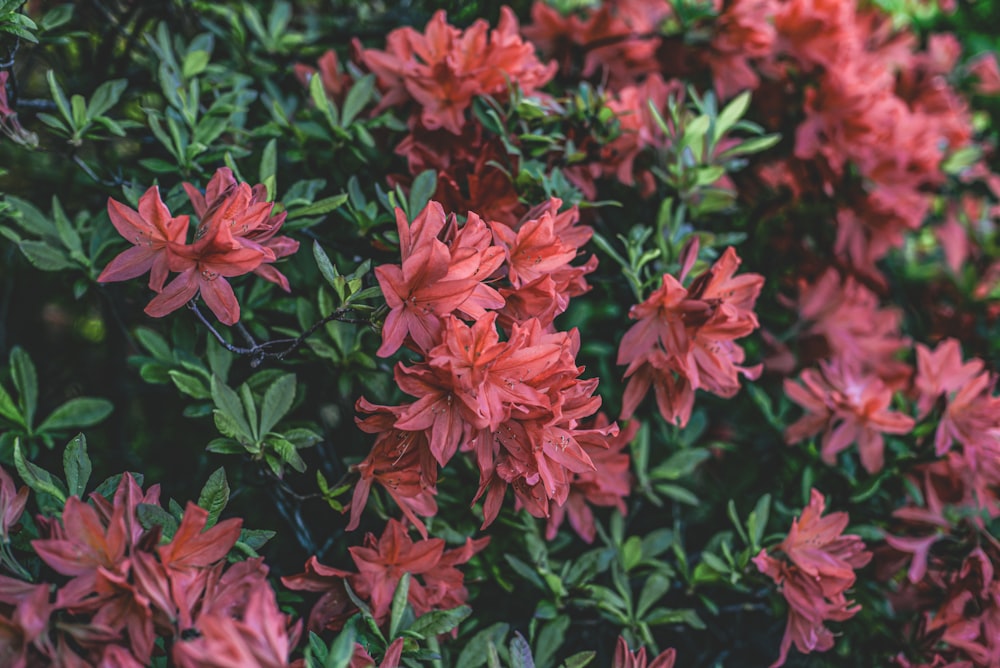 red flowers with green leaves