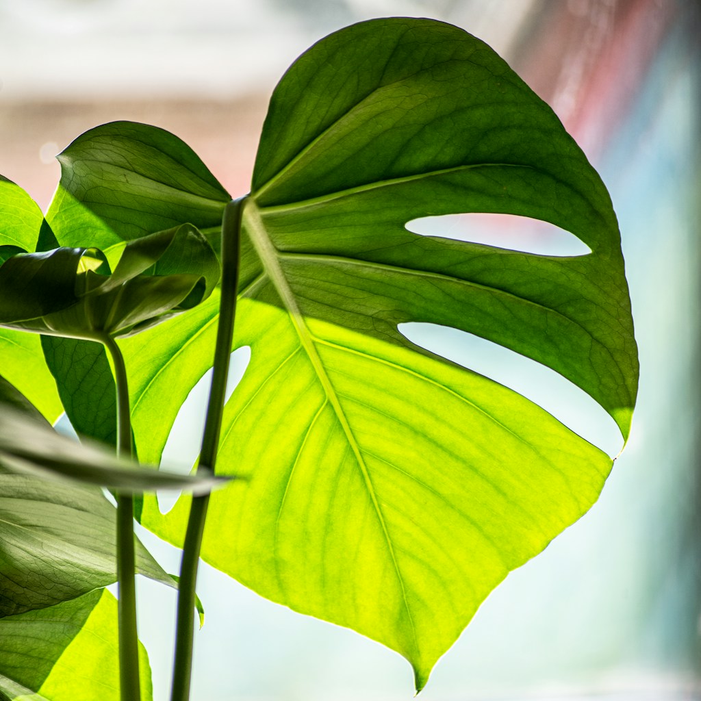 green leaves in tilt shift lens