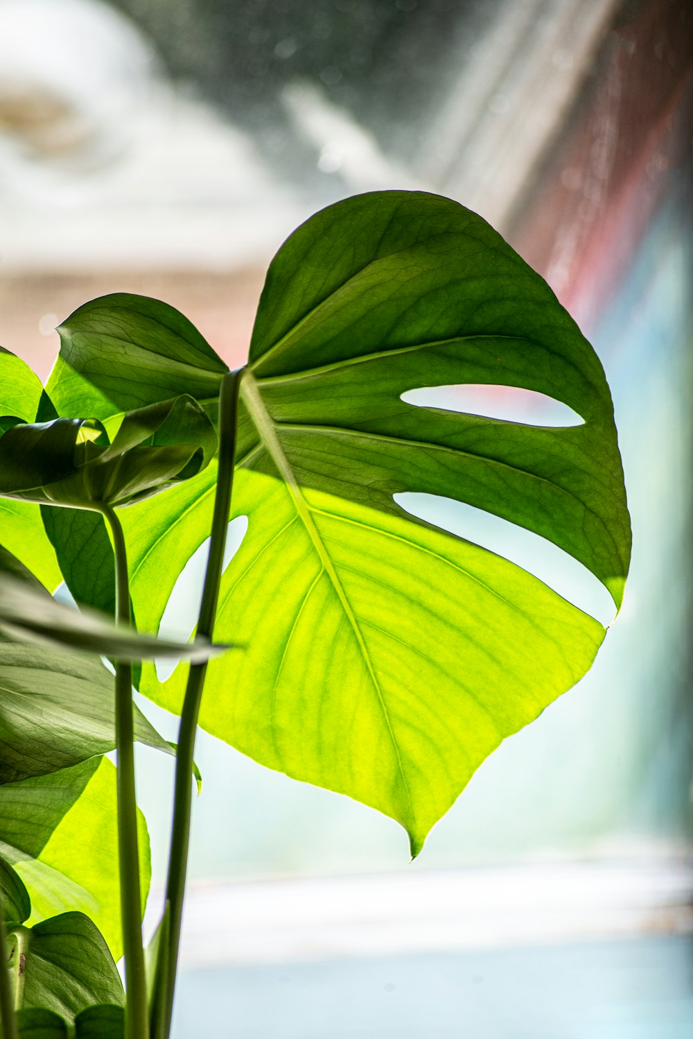 green leaves in tilt shift lens