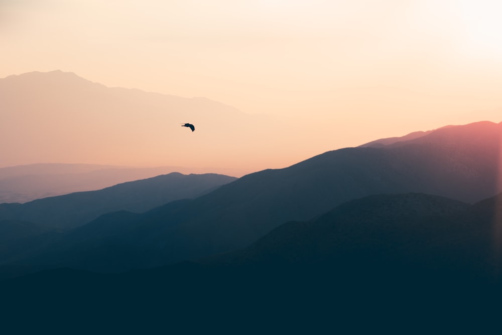 bird flying over the mountains during sunset