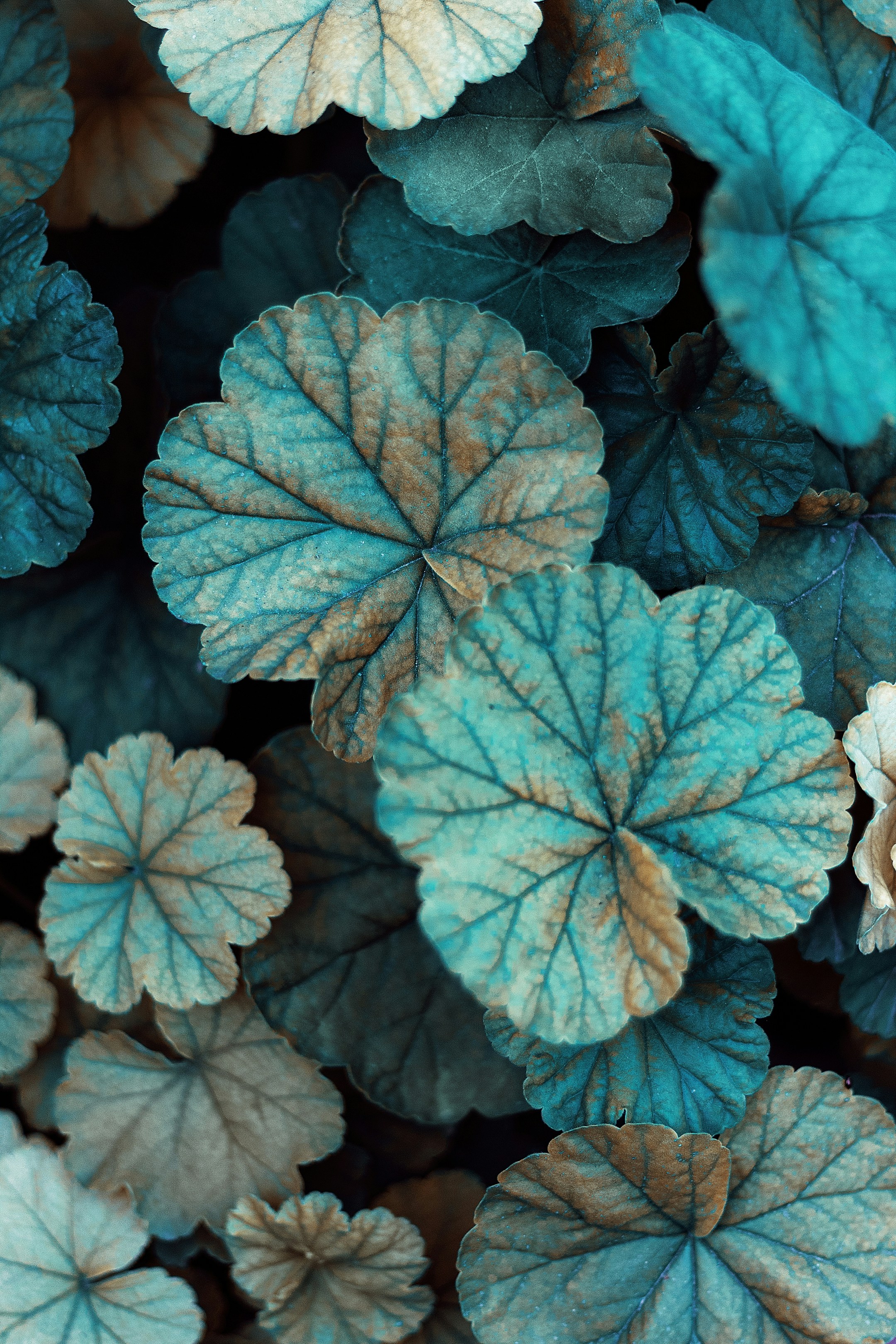 Photo by peymanfarmani