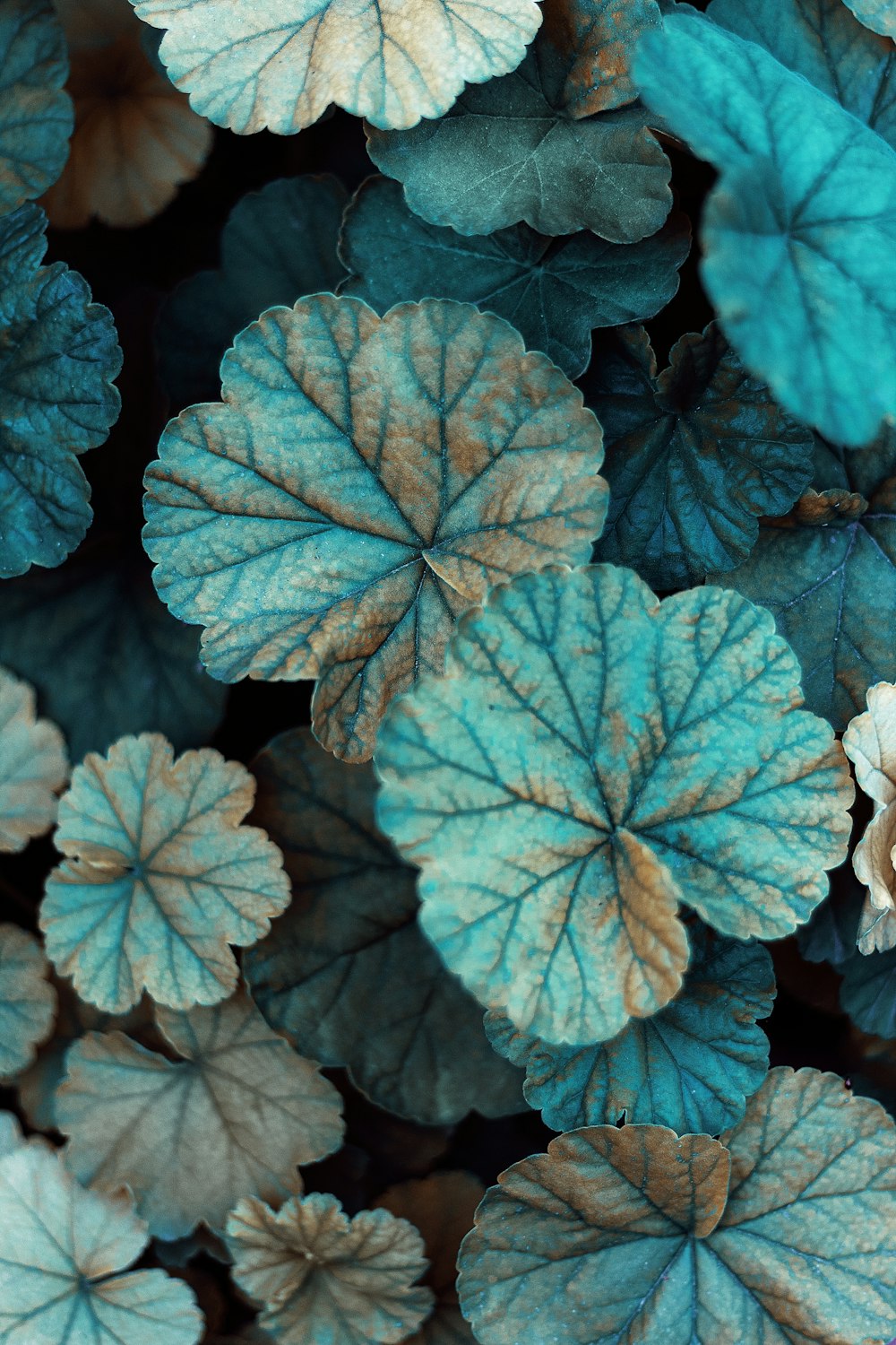 green leaves in close up photography