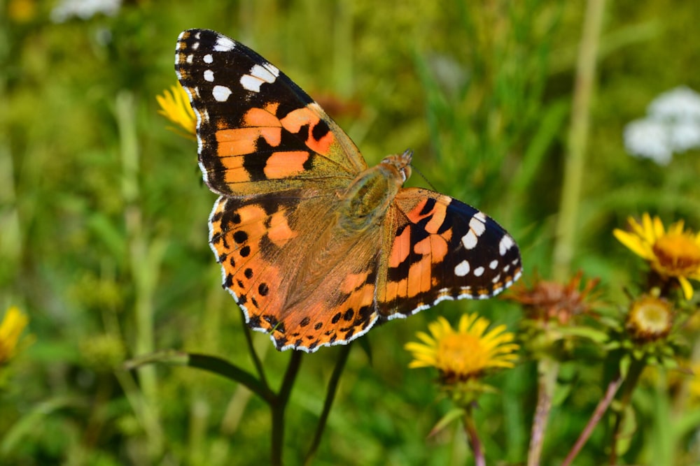 orange black and white butterfly perched on green plant during daytime