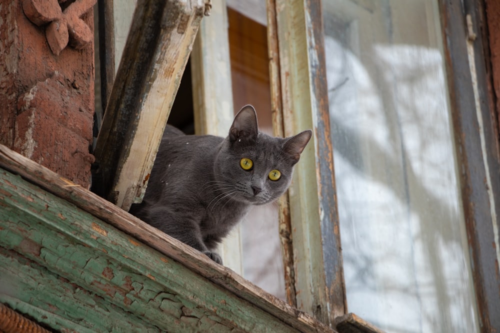 black cat on brown wooden window