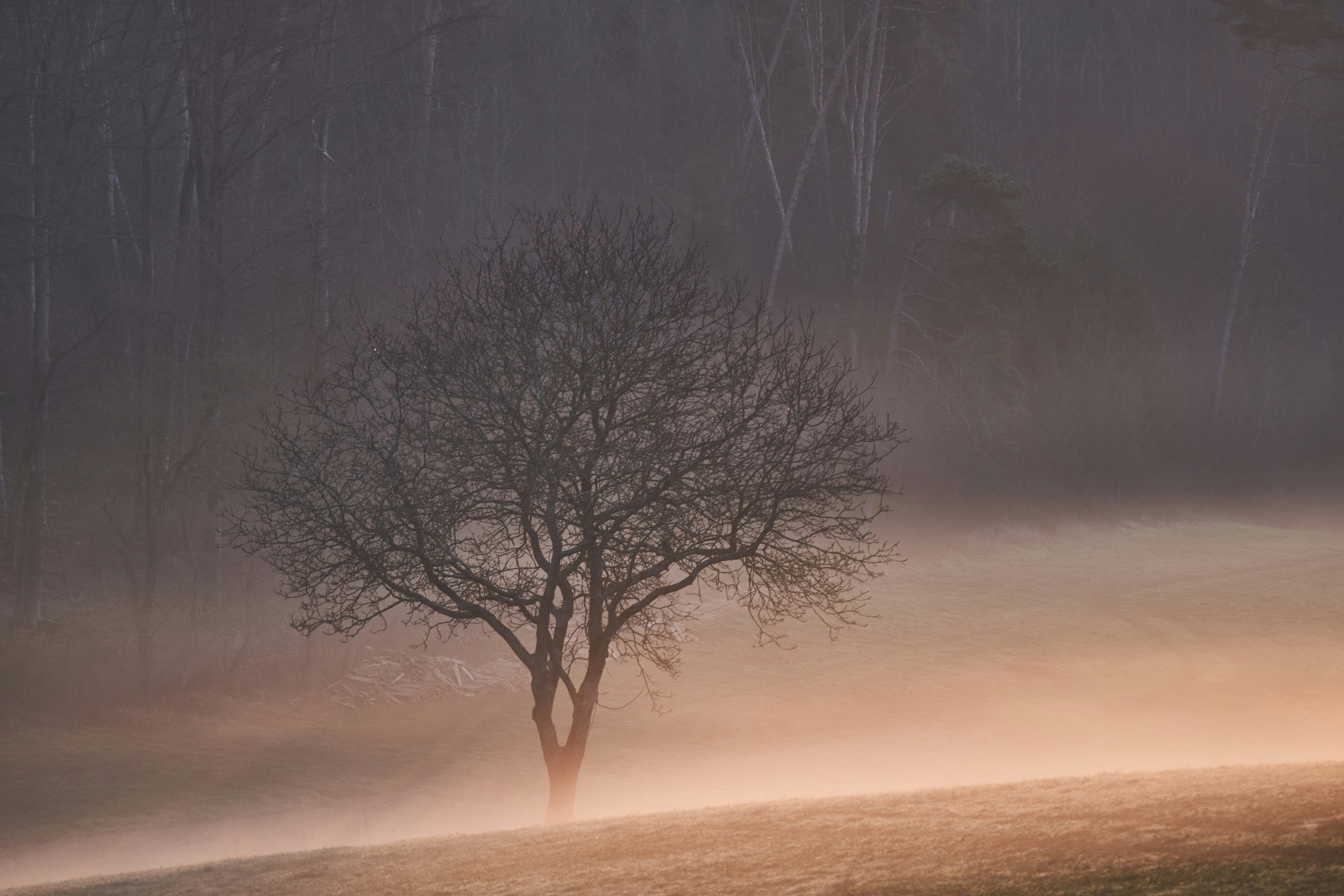 Photo by wolfgang_hasselmann