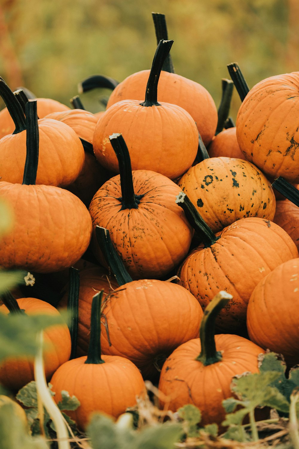 orange pumpkins on black steel rack