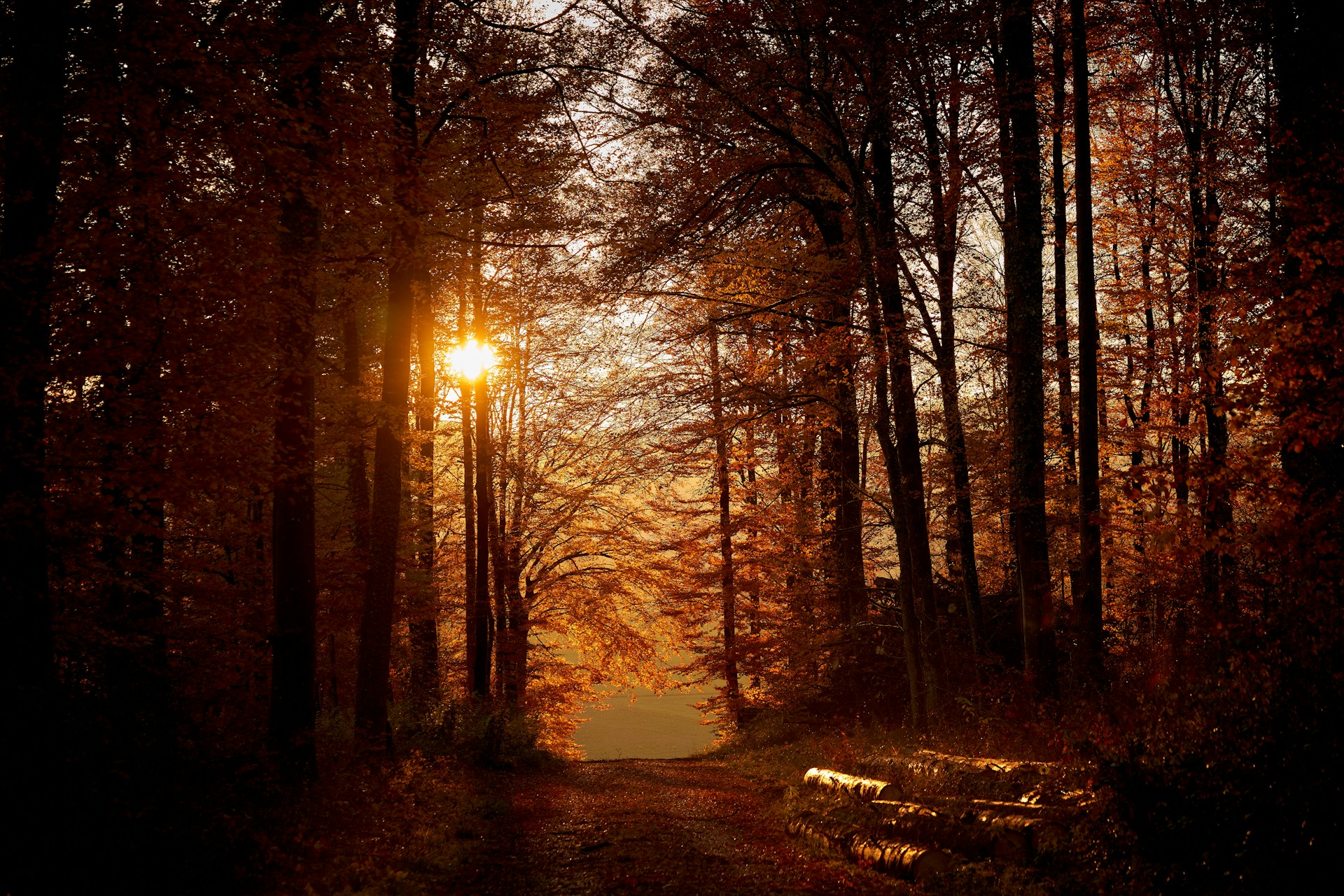 brown trees on snow covered ground during sunset