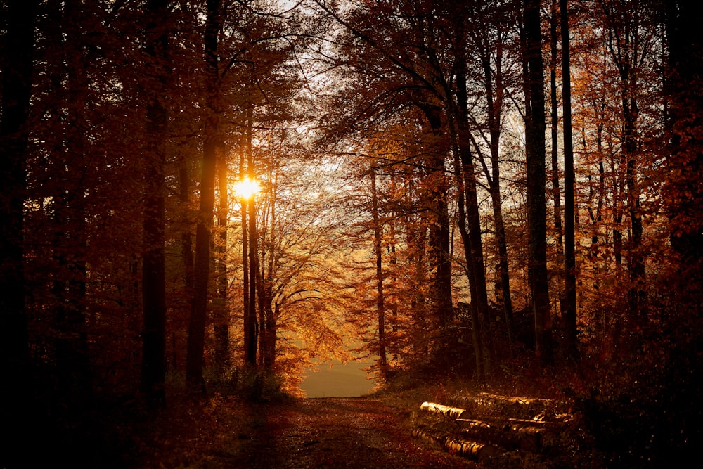 brown trees on snow covered ground during sunset