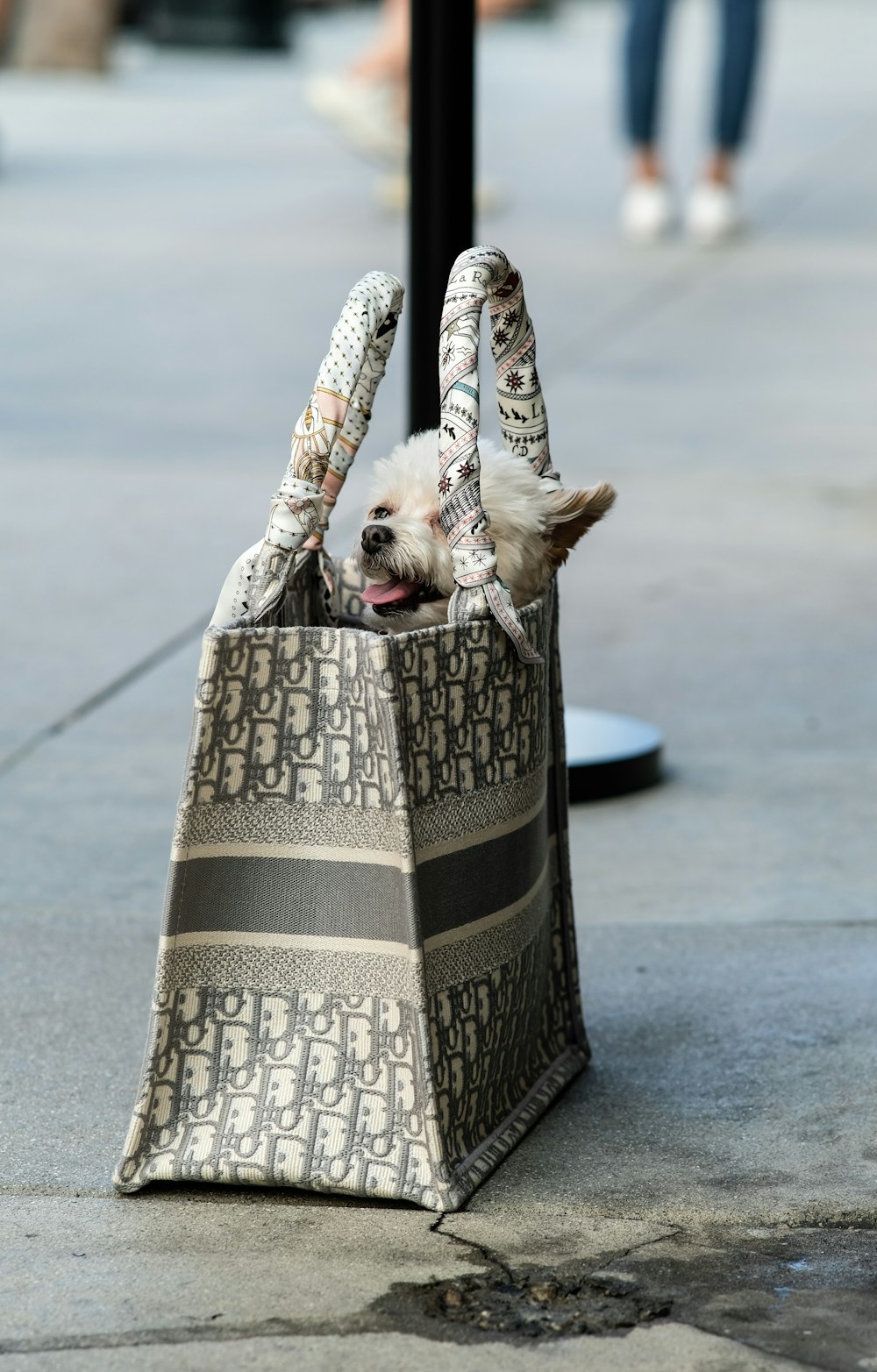 white short coated small dog on white and black textile