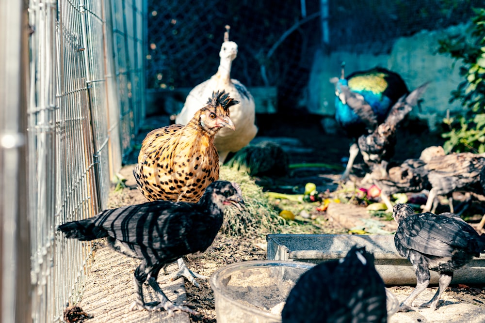 poulet brun et noir près du canard blanc