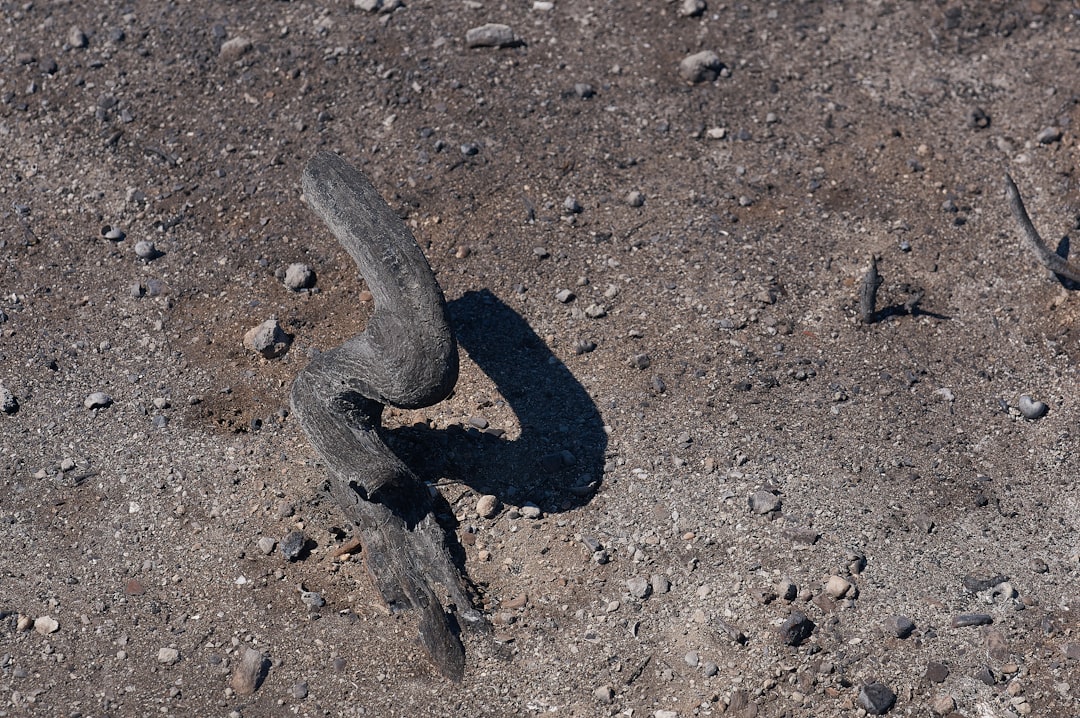 gray snake on brown soil