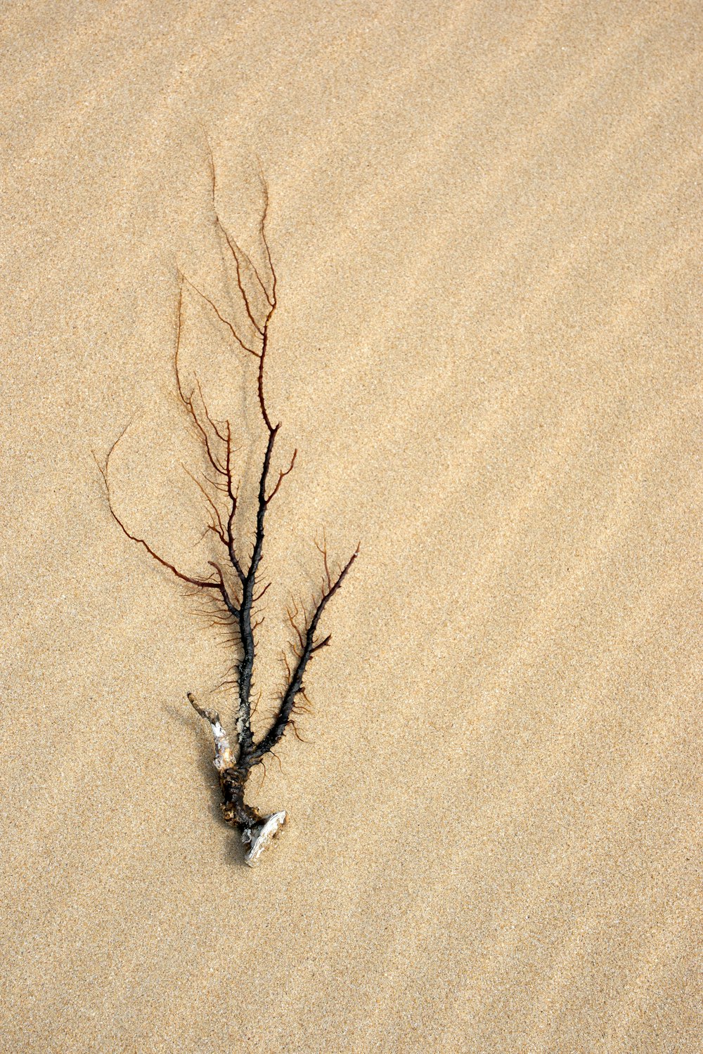 brown leafless tree on brown sand