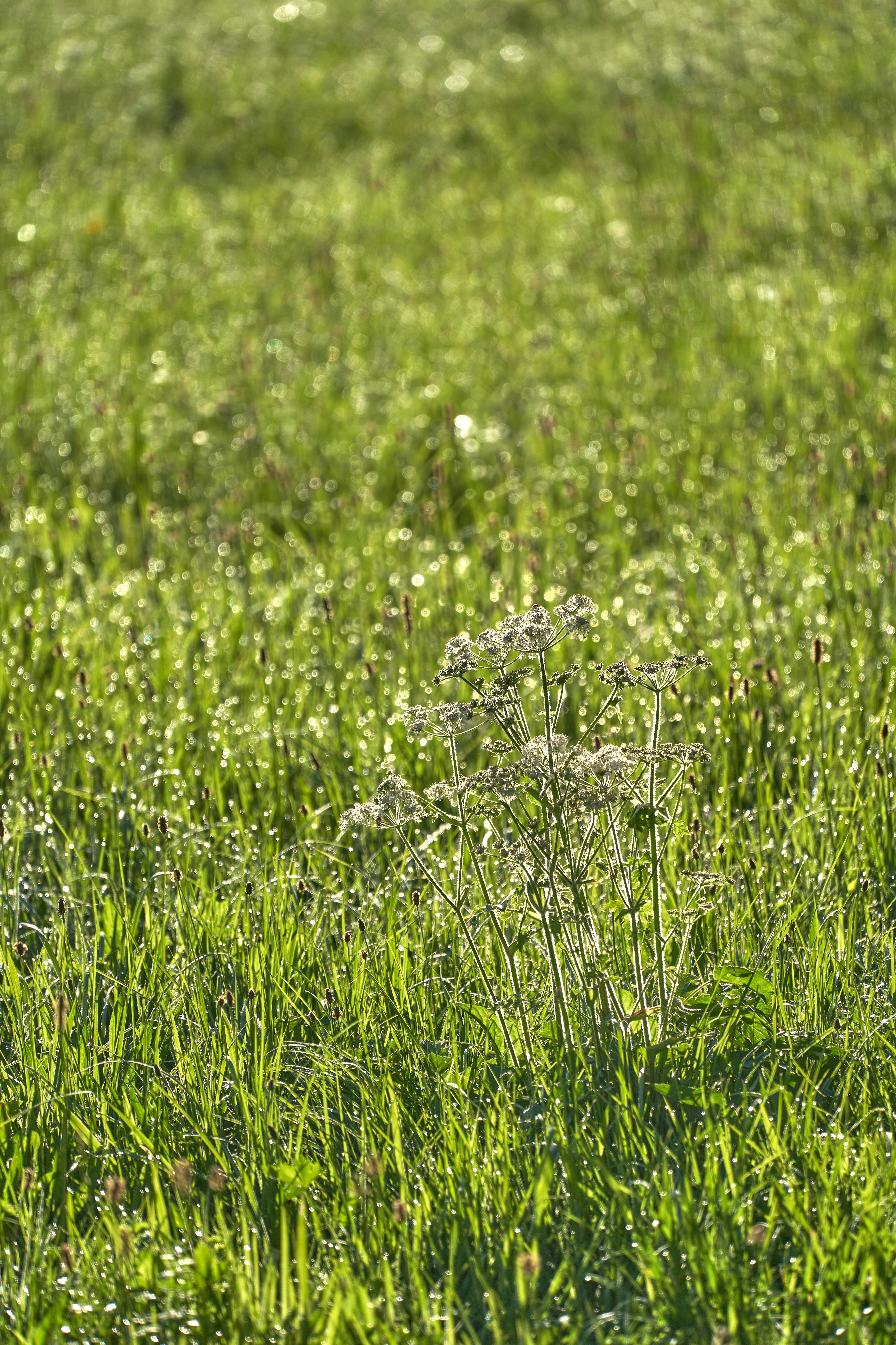 Photo by wolfgang_hasselmann