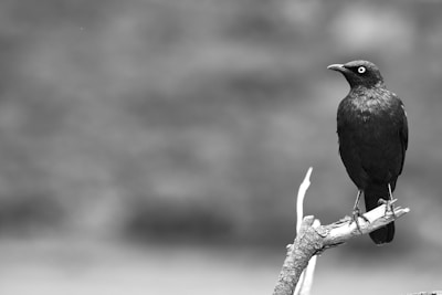 A striking black and white image of a bird perched on a bare branch against a blurred background.