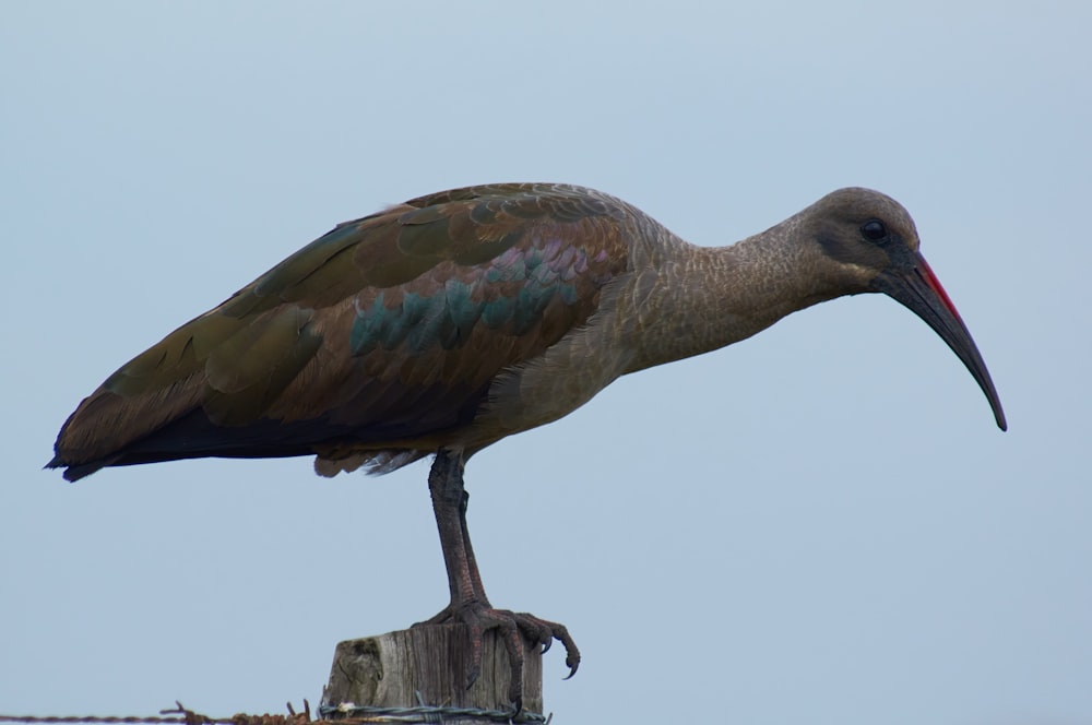 brown and black bird on brown wooden post during daytime