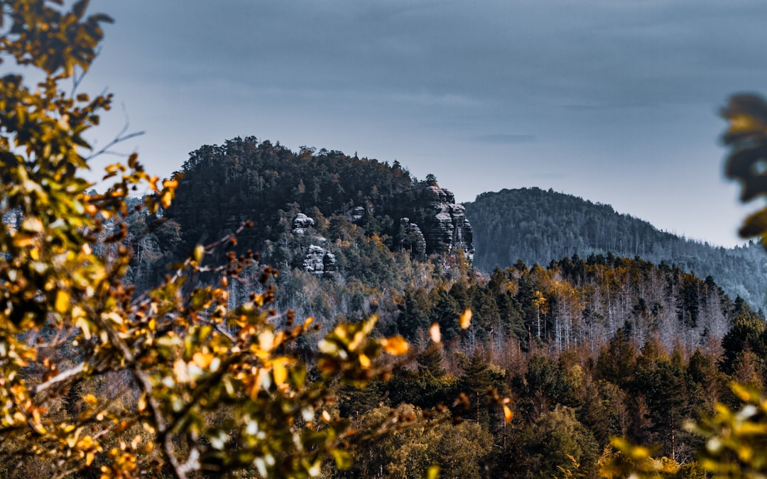 yellow flowers on mountain during daytime