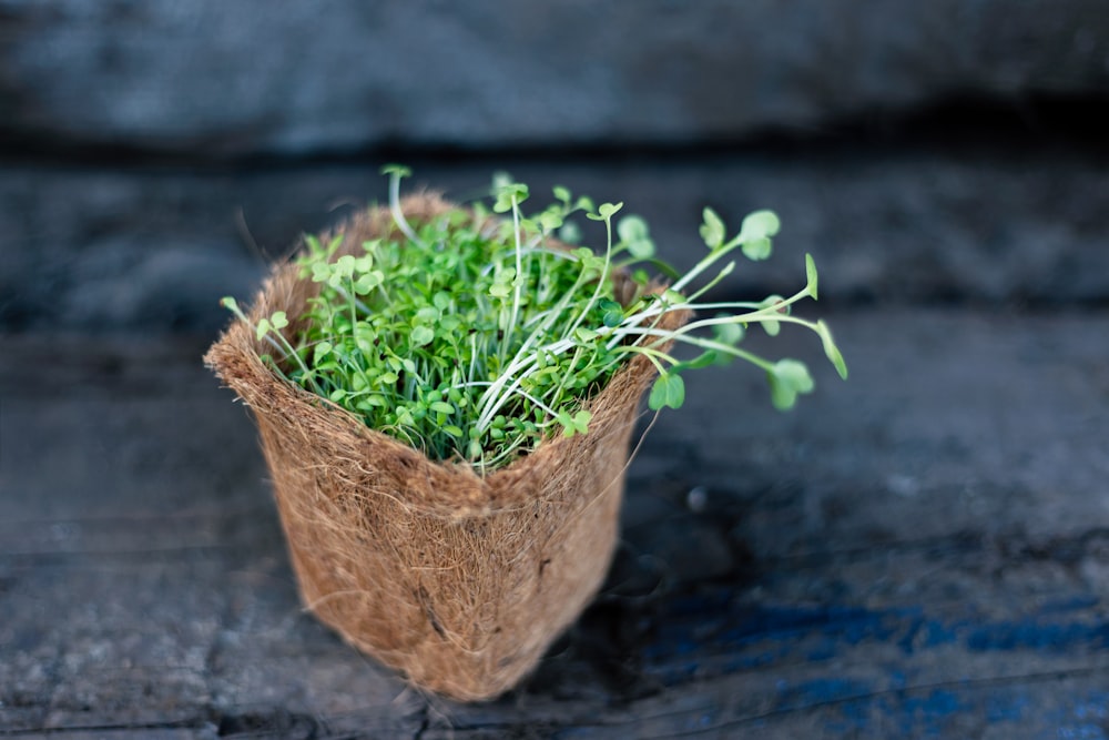 green plant on brown clay pot