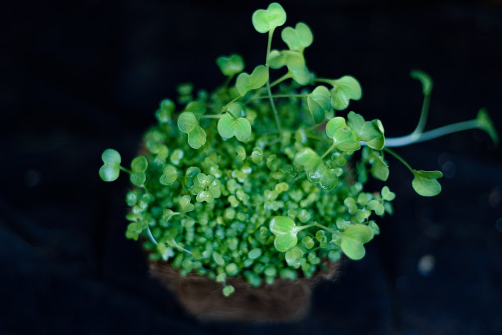 green plant on brown clay pot