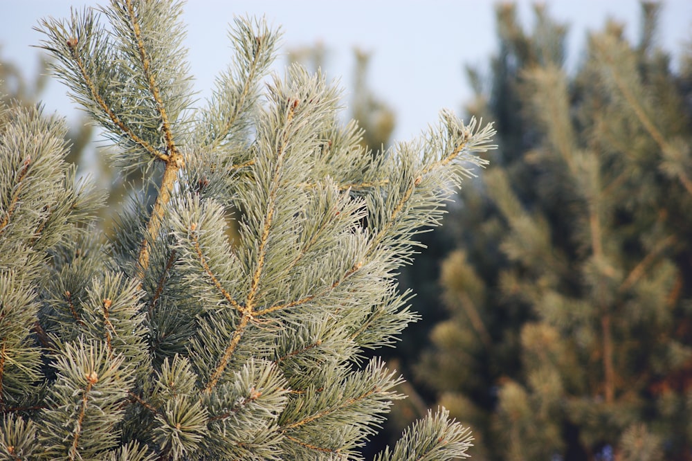 green and brown pine tree