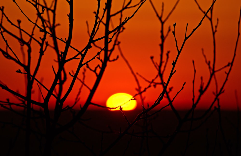 silhouette of tree branches during sunset