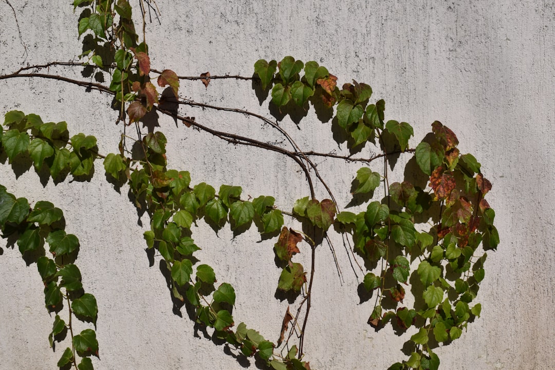 green and brown leaves on white wall